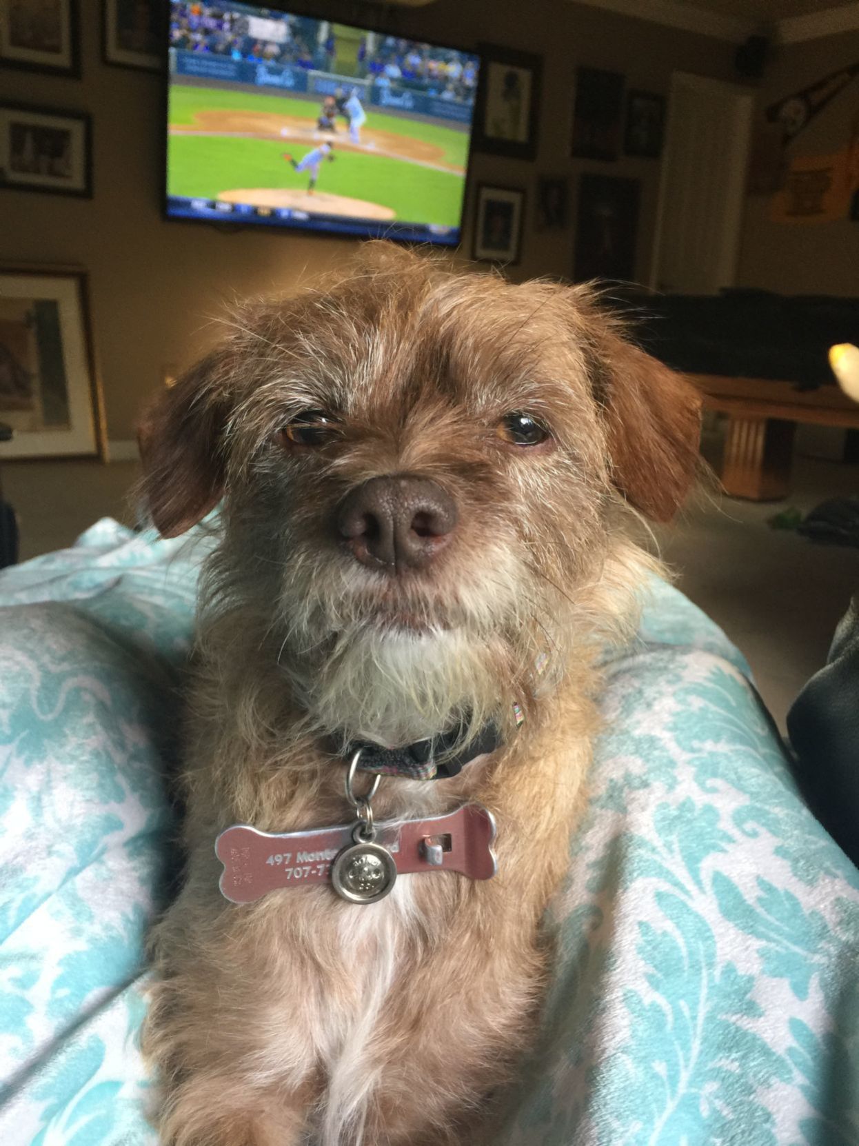 Pic of the Litter:Lucy Rose